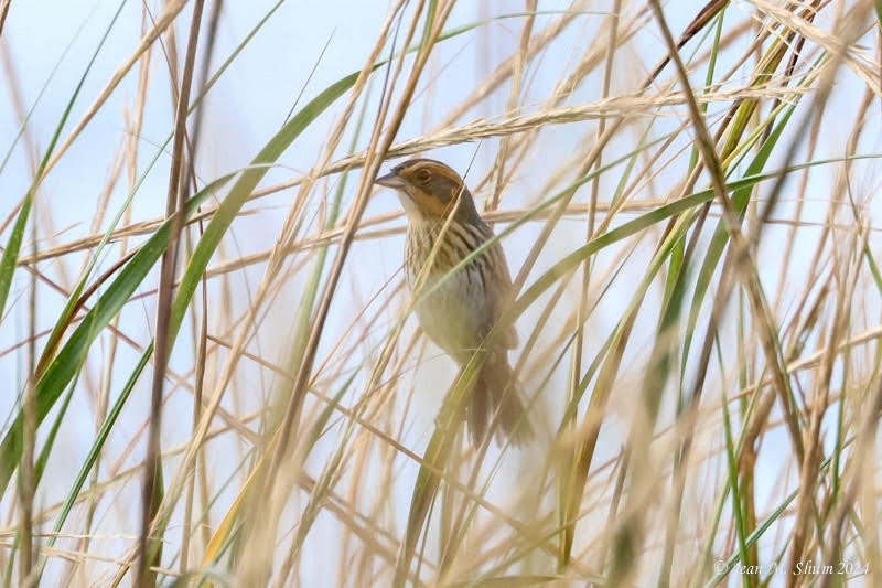 Saltmarsh Sparrow - ML624670006