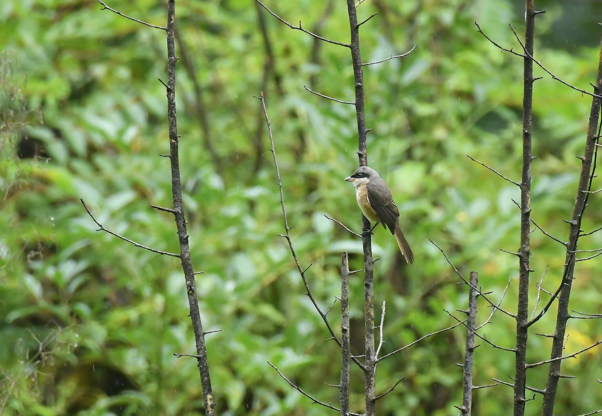 Gray-backed Shrike - ML624670051