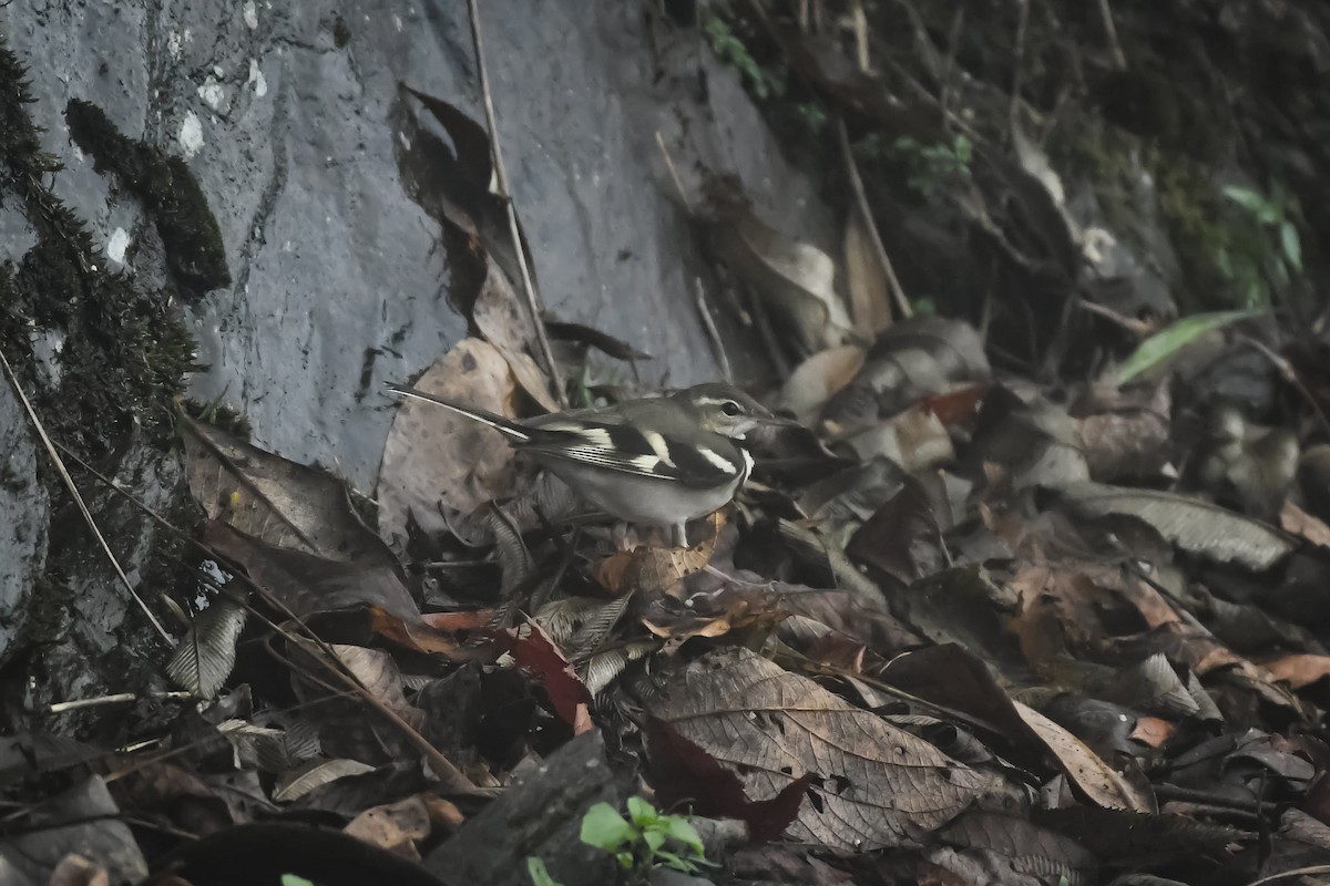 Forest Wagtail - ML624670074