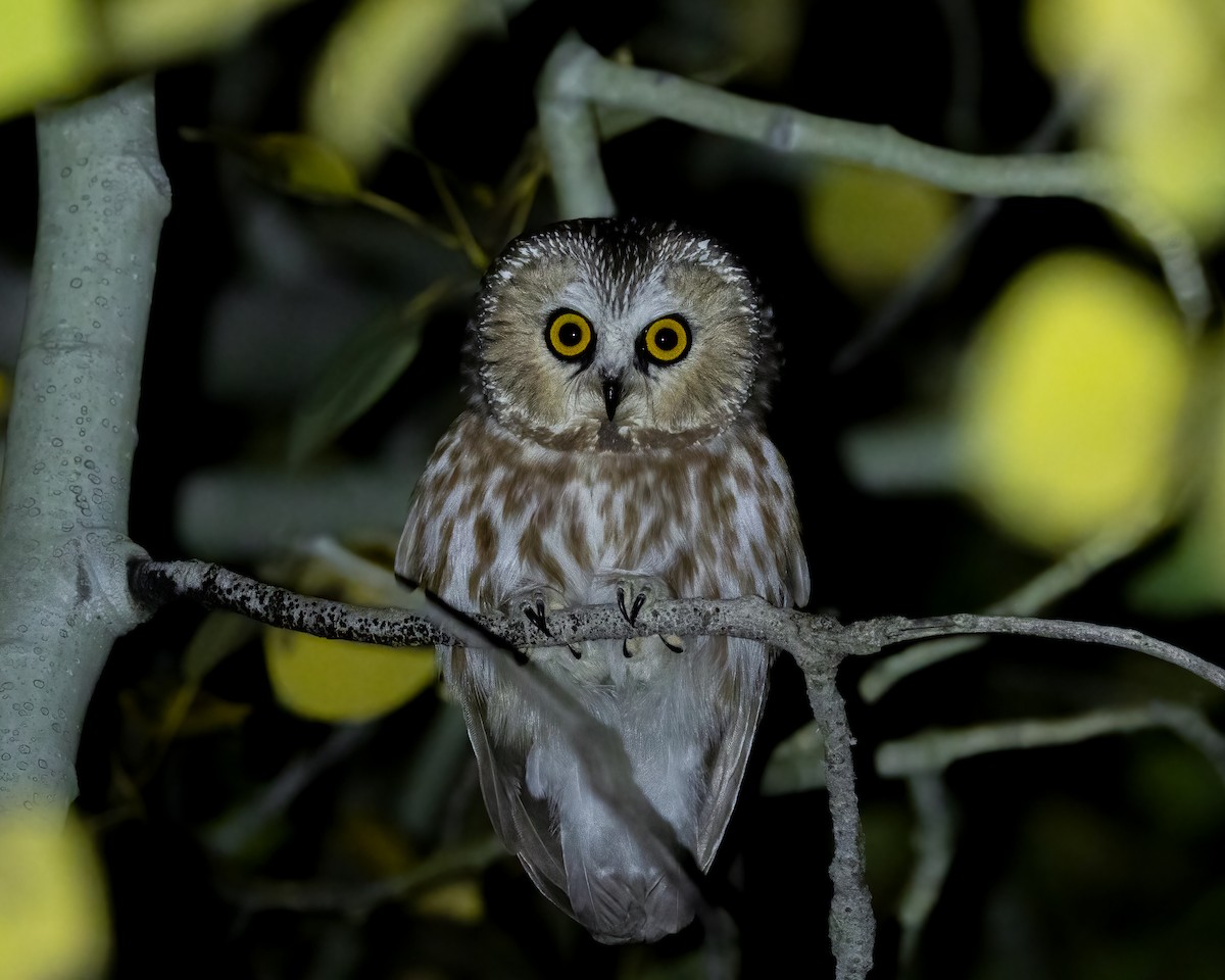 Northern Saw-whet Owl - ML624670107