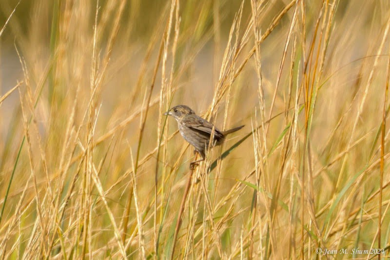 Seaside Sparrow - ML624670139