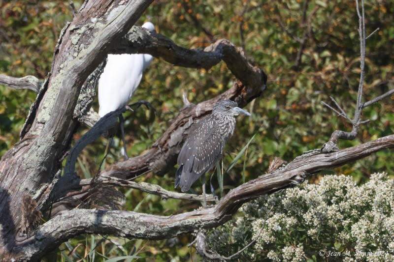 Yellow-crowned Night Heron - ML624670145