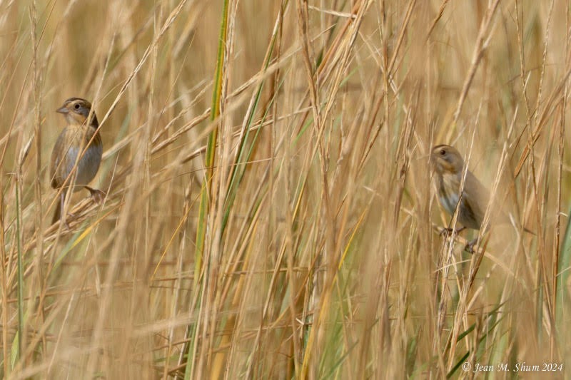 Nelson's Sparrow - ML624670159