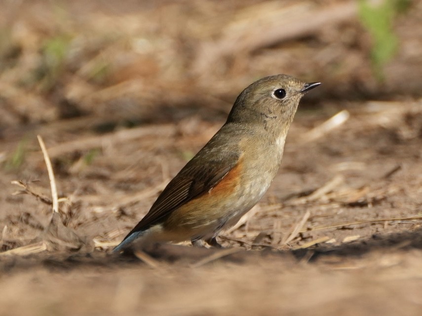 Red-flanked/Qilian Bluetail - ML624670185
