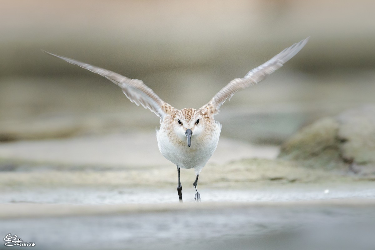 Red-necked Stint - Eddie Sebastian