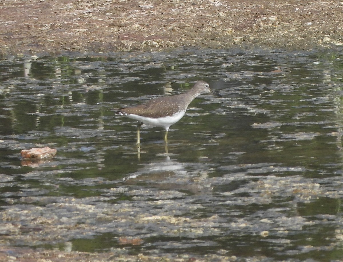 Green Sandpiper - ML624670443