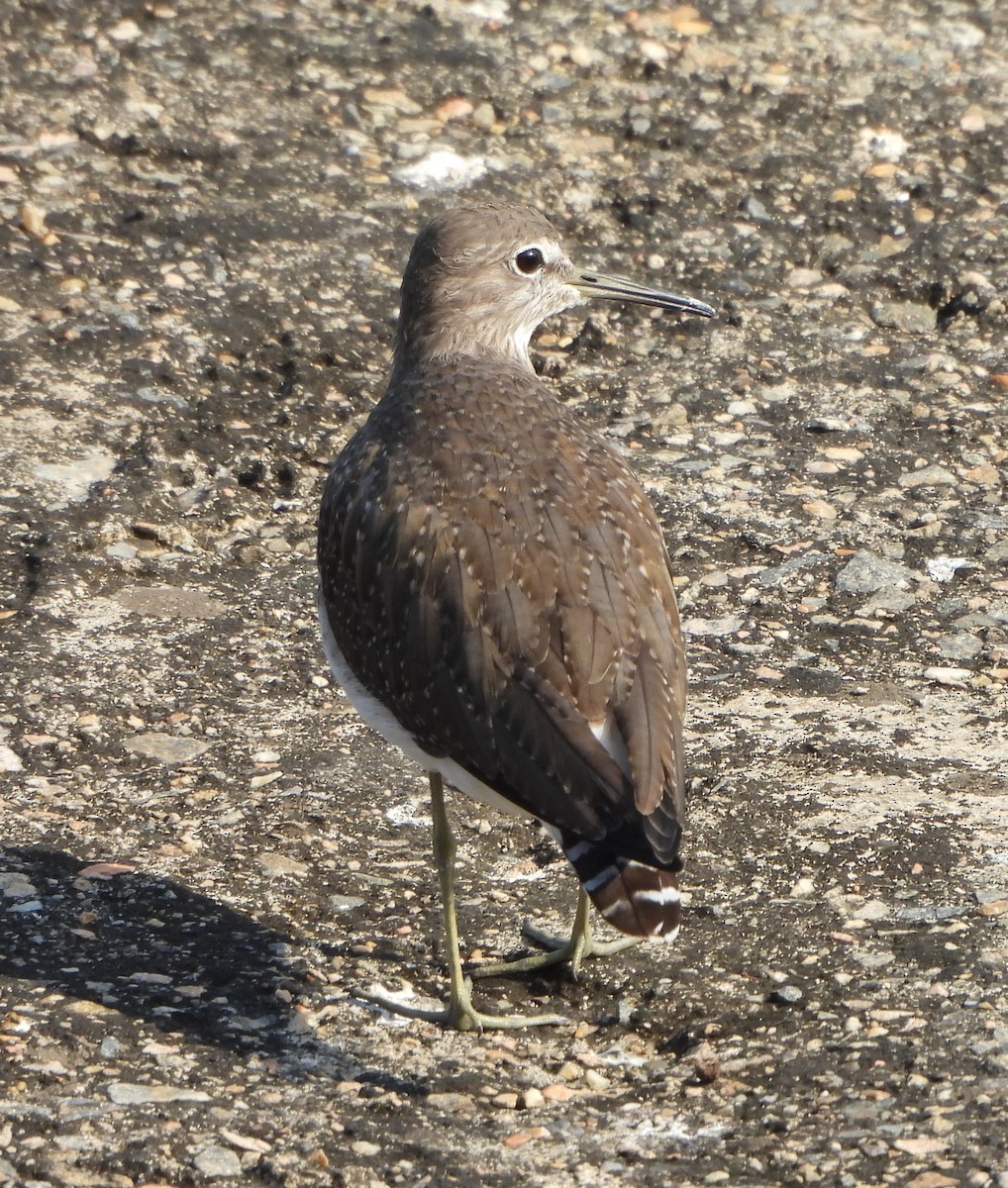 Green Sandpiper - ML624670444