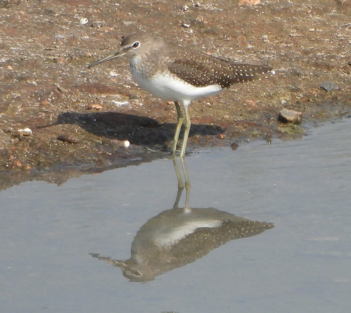 Green Sandpiper - ML624670445