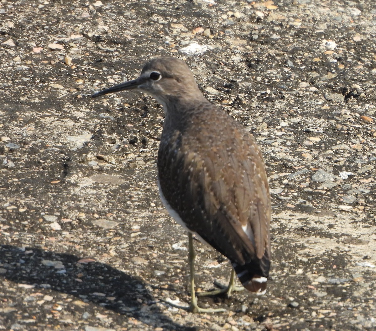 Green Sandpiper - ML624670446