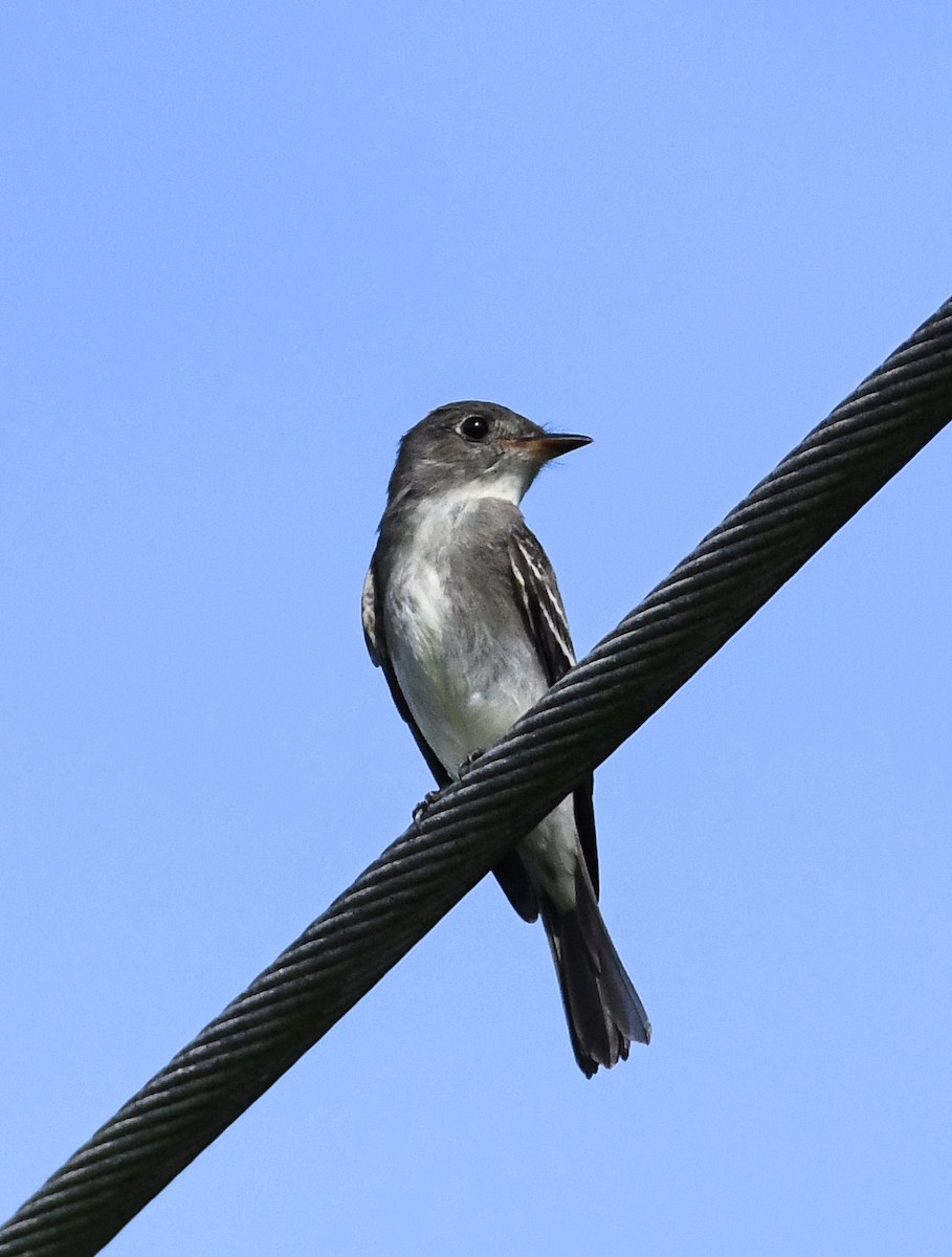 Western Wood-Pewee - ML624670471