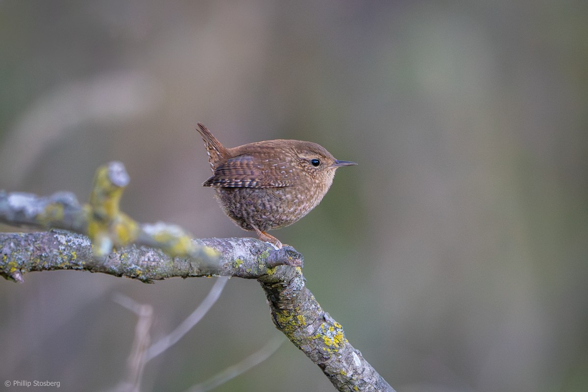 Troglodyte des forêts - ML624670533