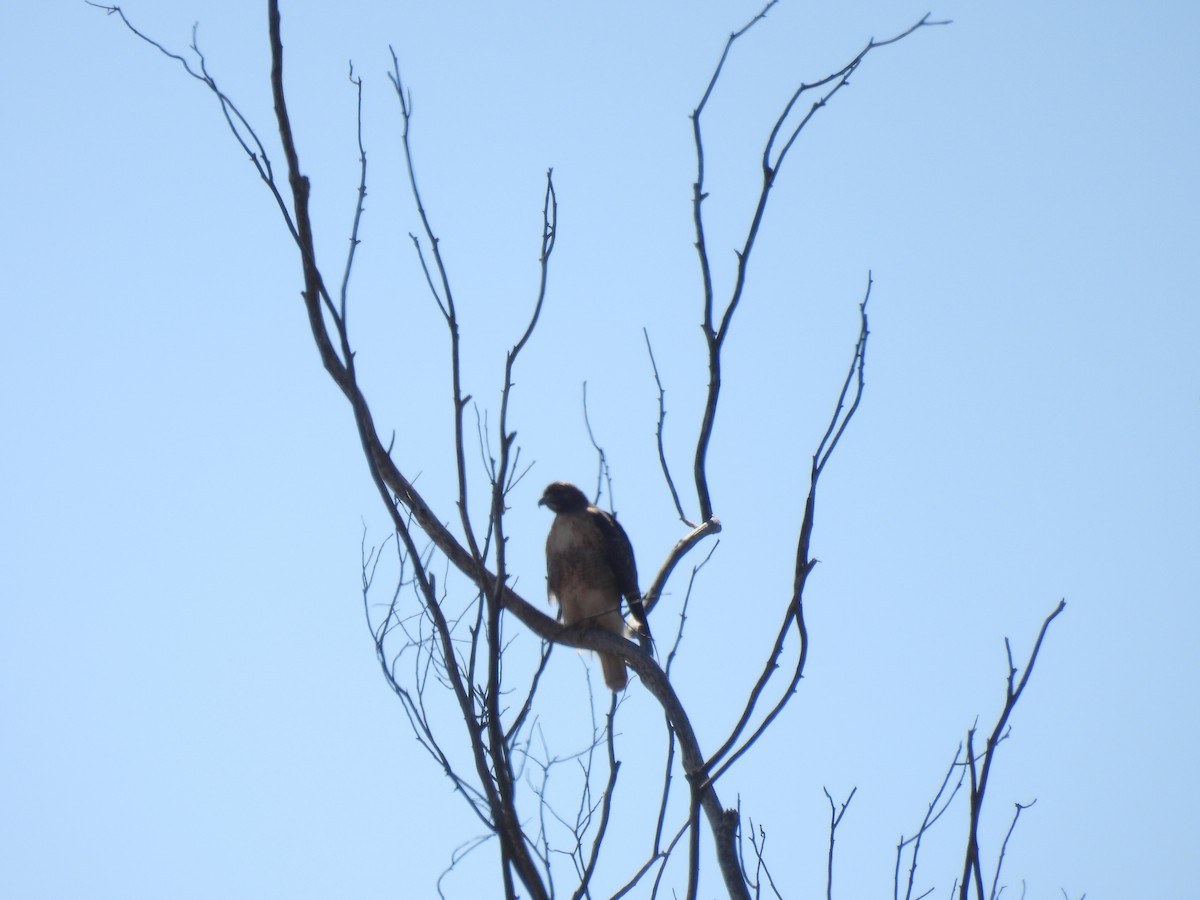 Red-tailed Hawk - ML624670543