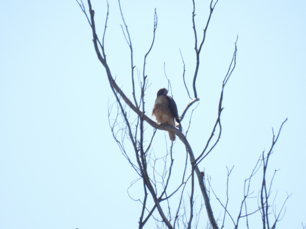 Red-tailed Hawk - ML624670544