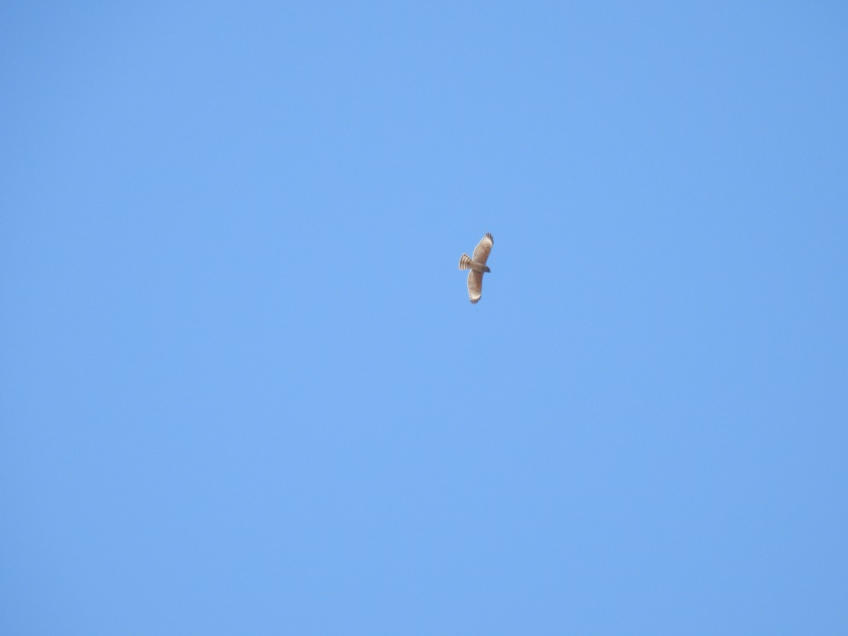Red-shouldered Hawk - ML624670549