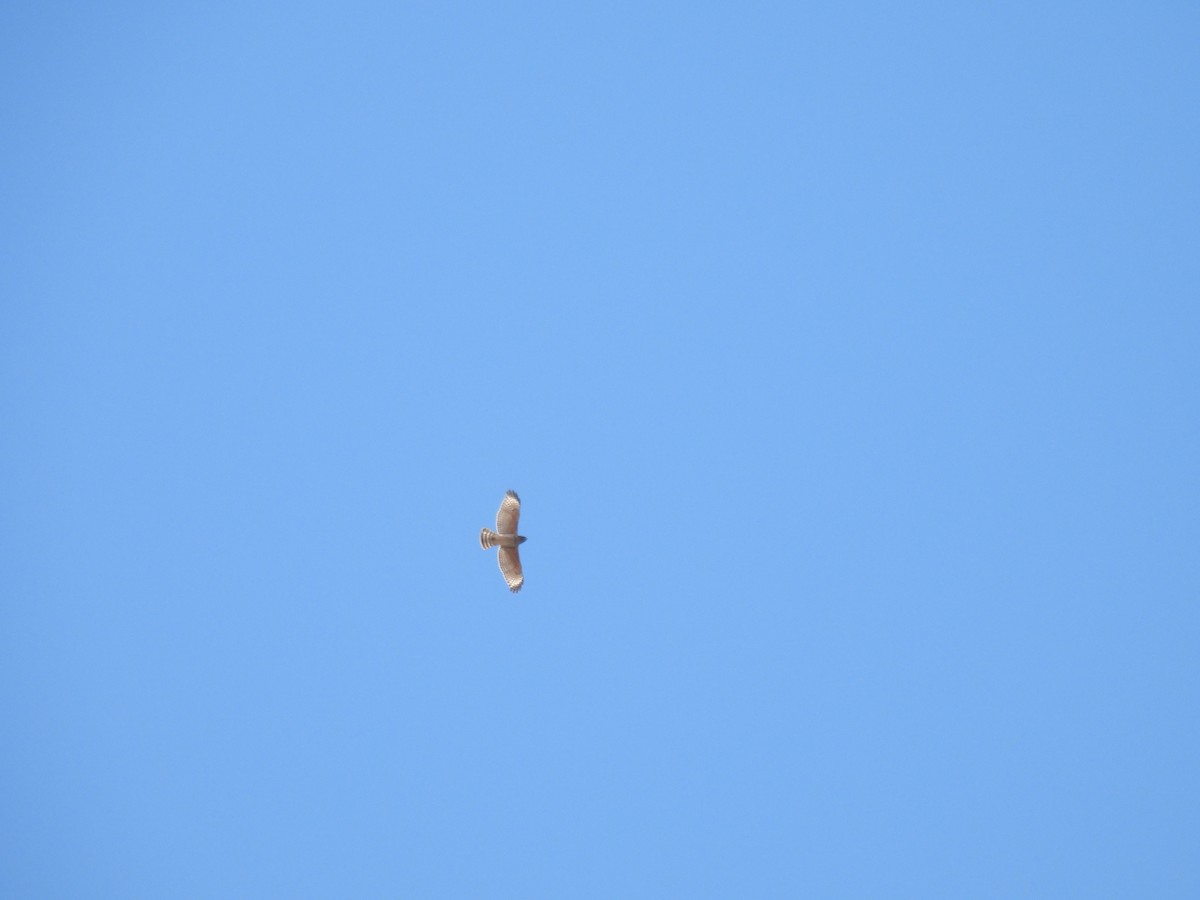 Red-shouldered Hawk - ML624670550