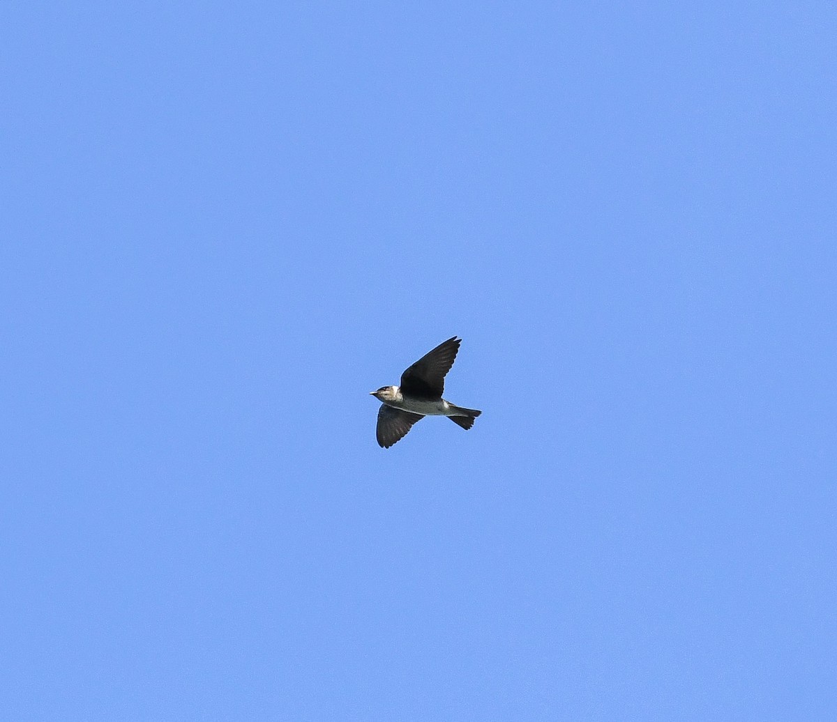 Northern Rough-winged Swallow - ML624670551