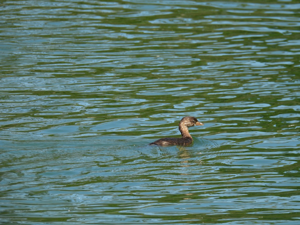 Pied-billed Grebe - ML624670650