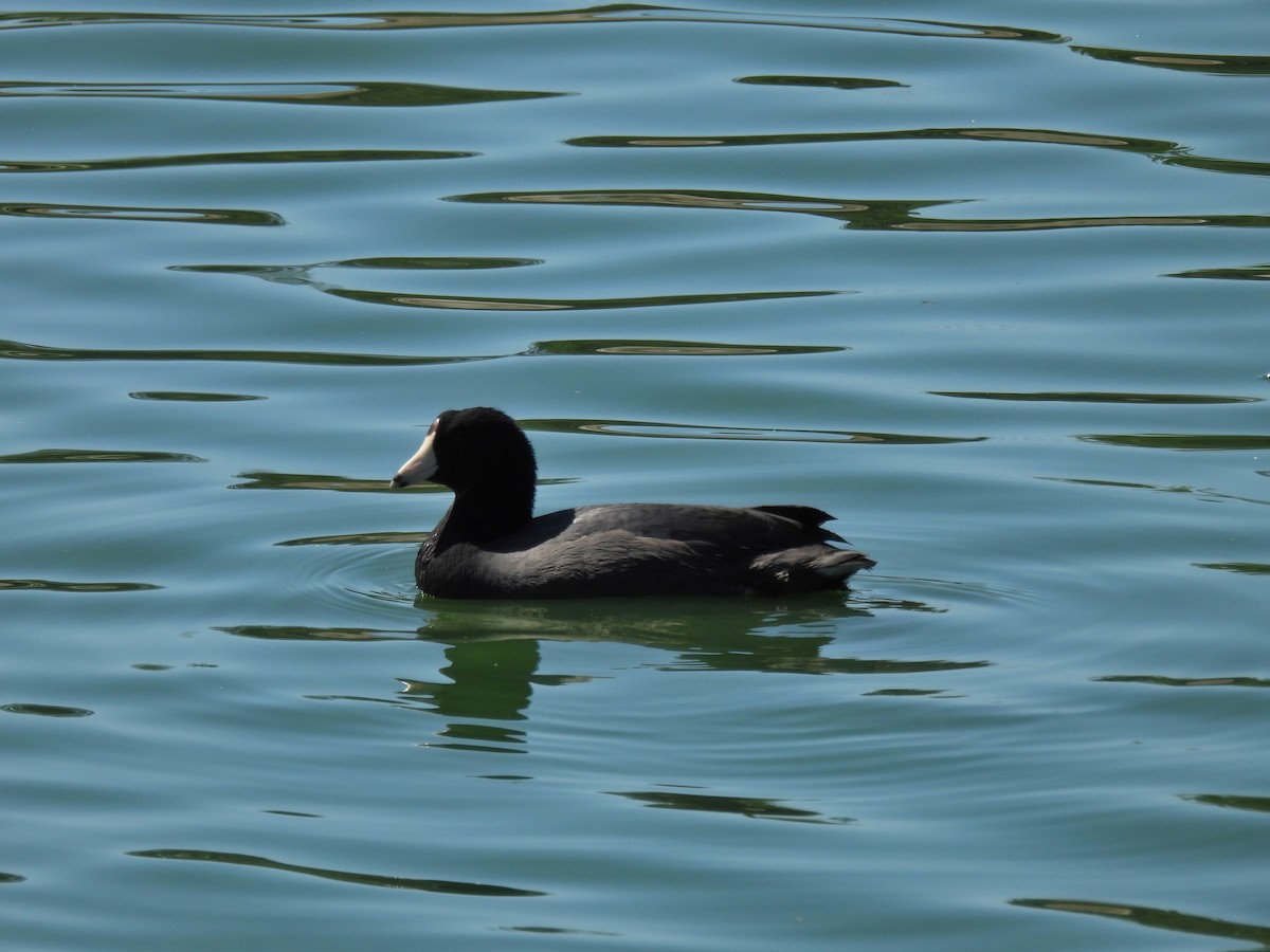 American Coot - ML624670668