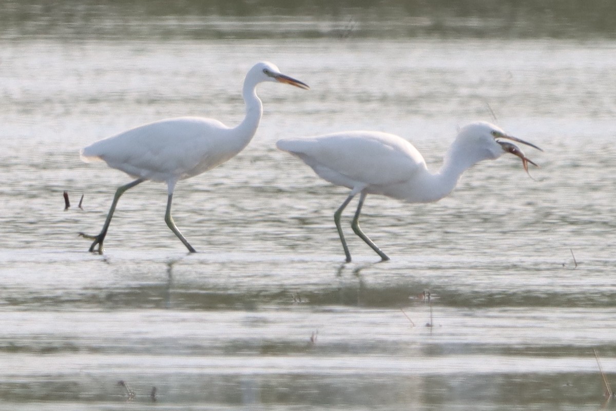 Chinese Egret - ML624670760