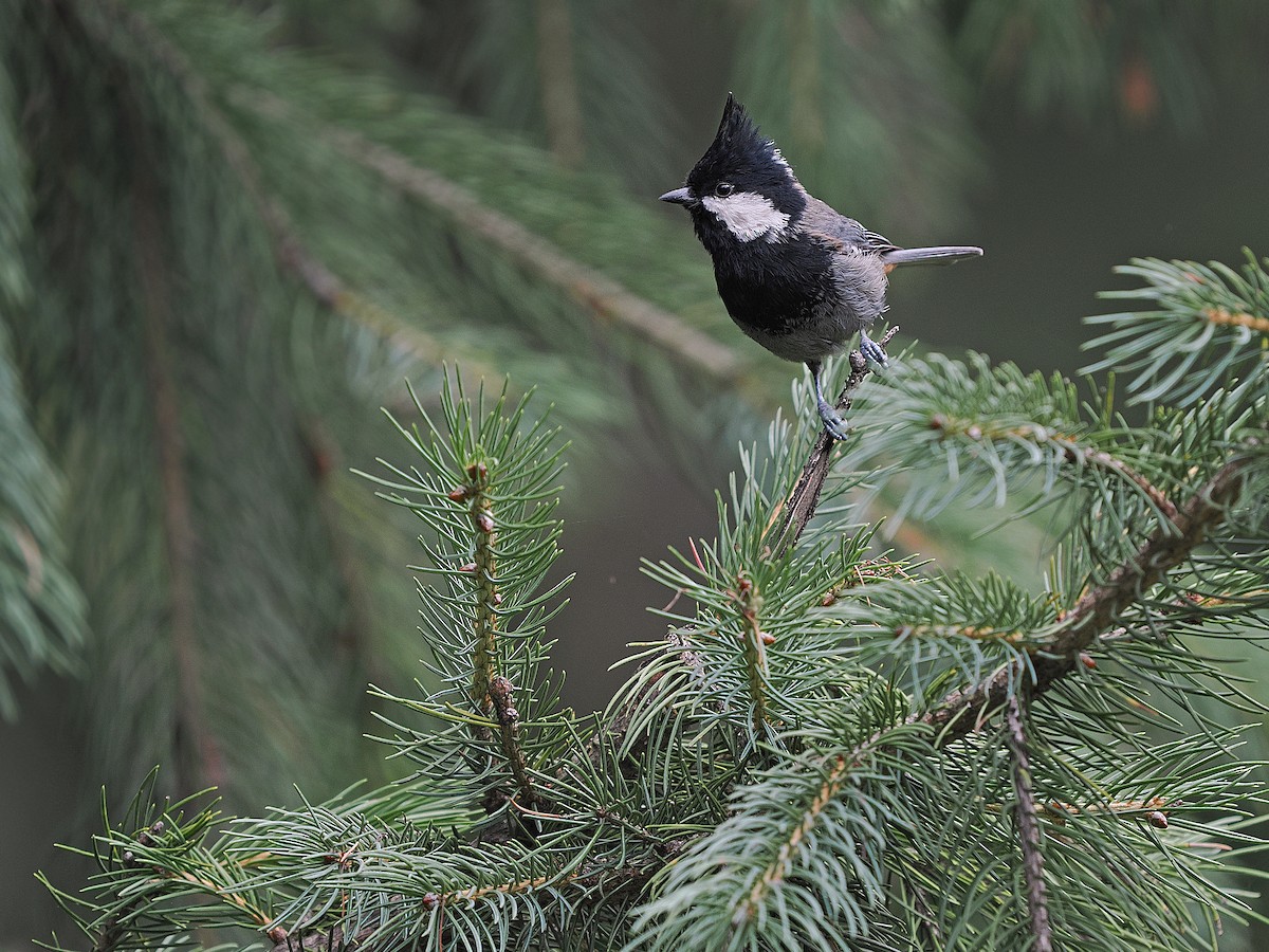 Rufous-naped Tit - ML624671000