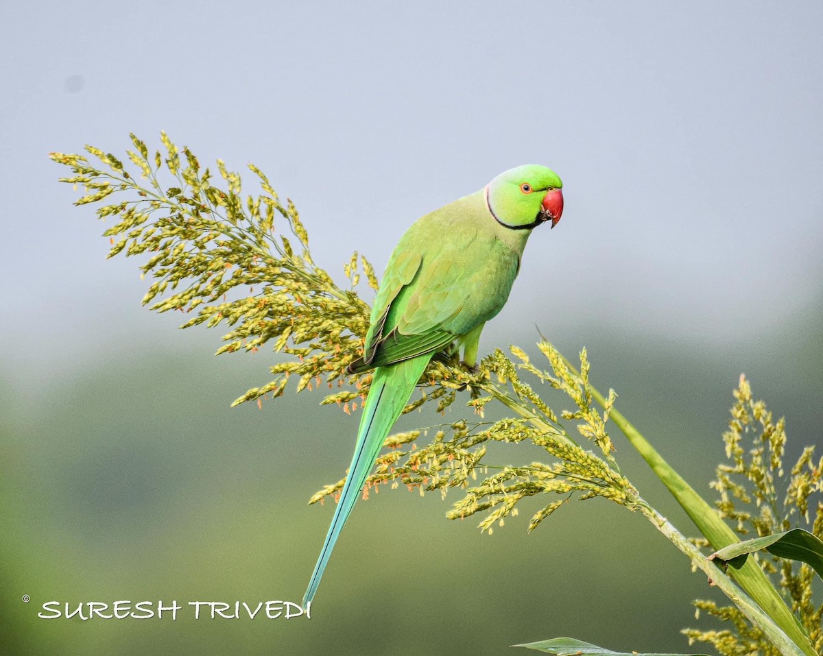 Rose-ringed Parakeet - ML624671397