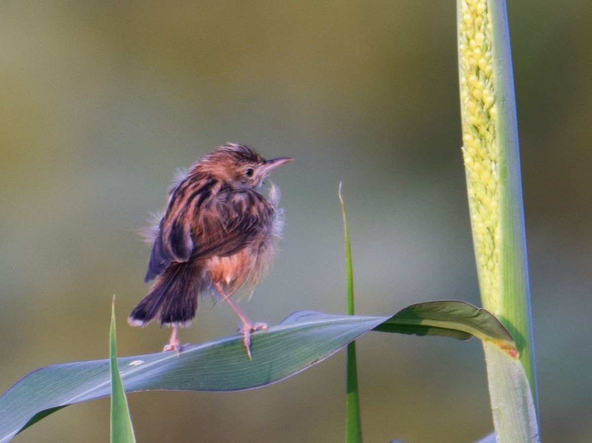 Zitting Cisticola - ML624671399