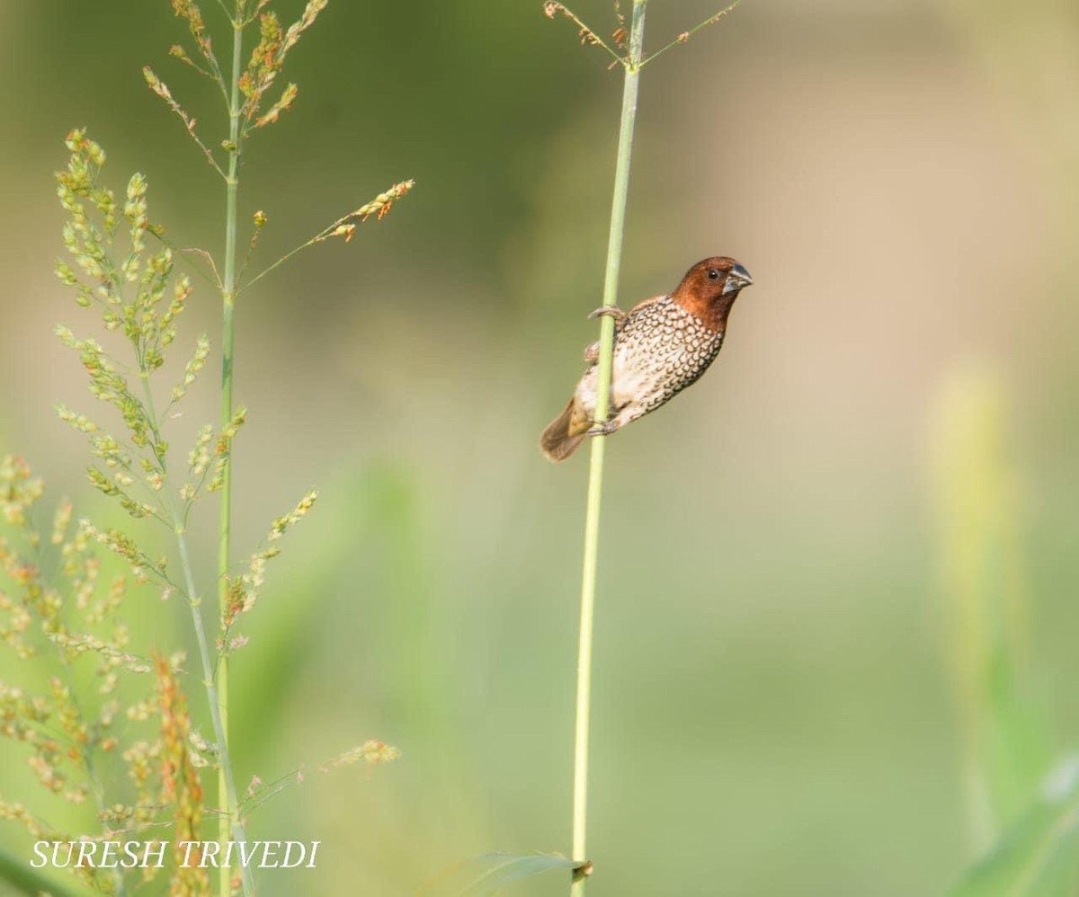 Scaly-breasted Munia - ML624671402