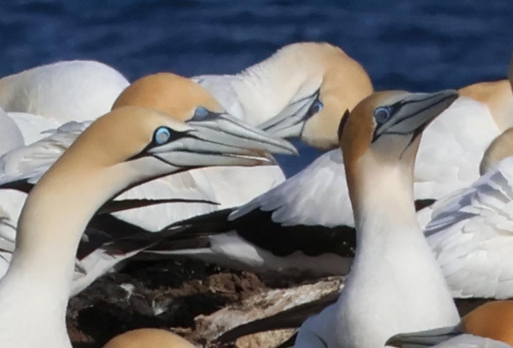 Cape Gannet - ML624671461