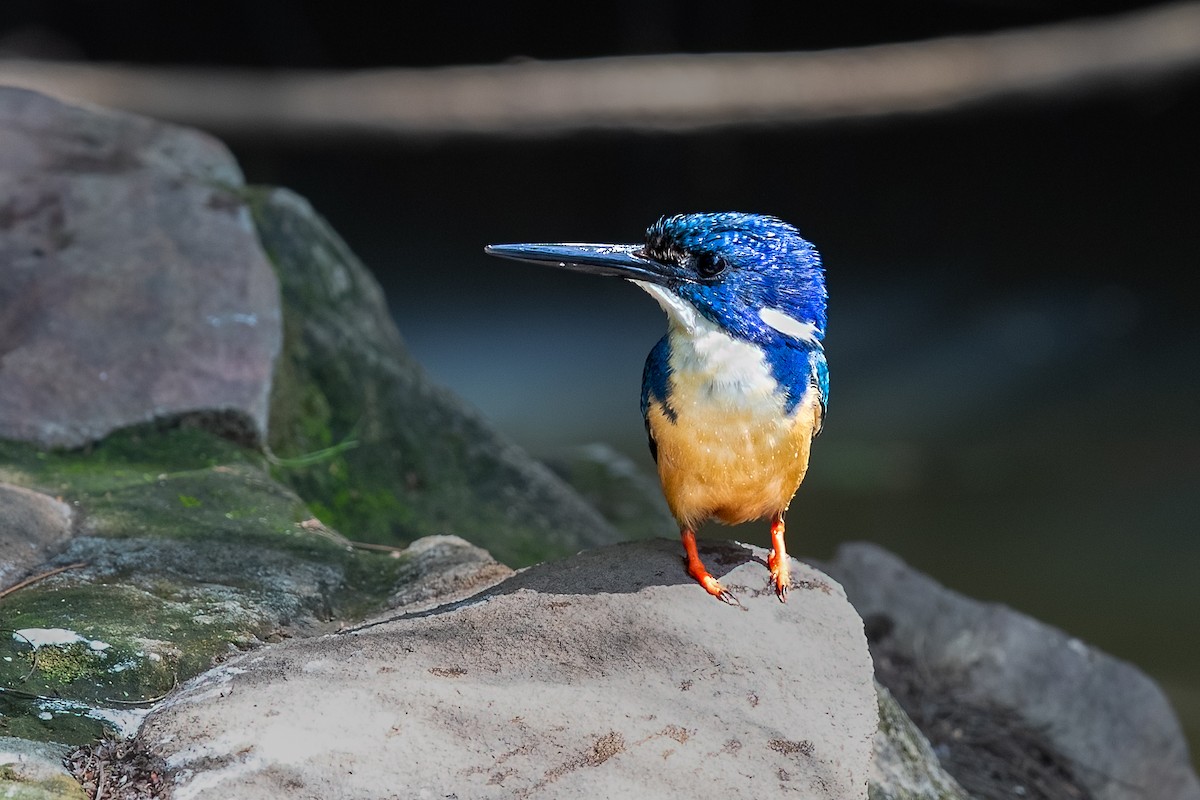 Half-collared Kingfisher - ML624671480