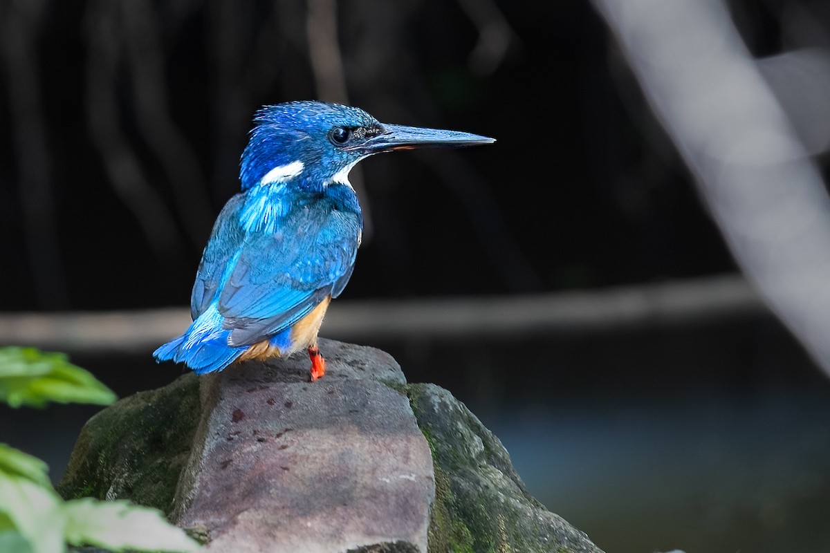 Half-collared Kingfisher - ML624671481