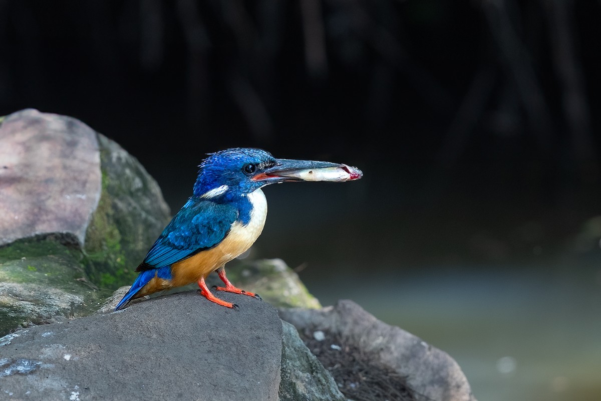 Half-collared Kingfisher - ML624671482