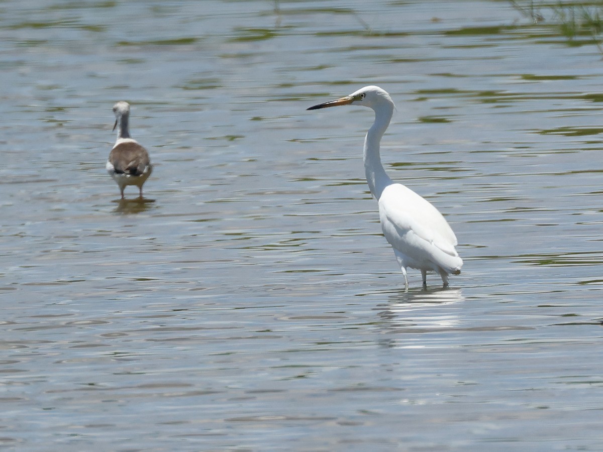 Chinese Egret - ML624671545