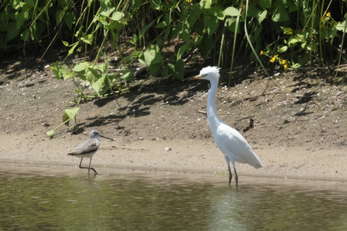 Chinese Egret - ML624671546