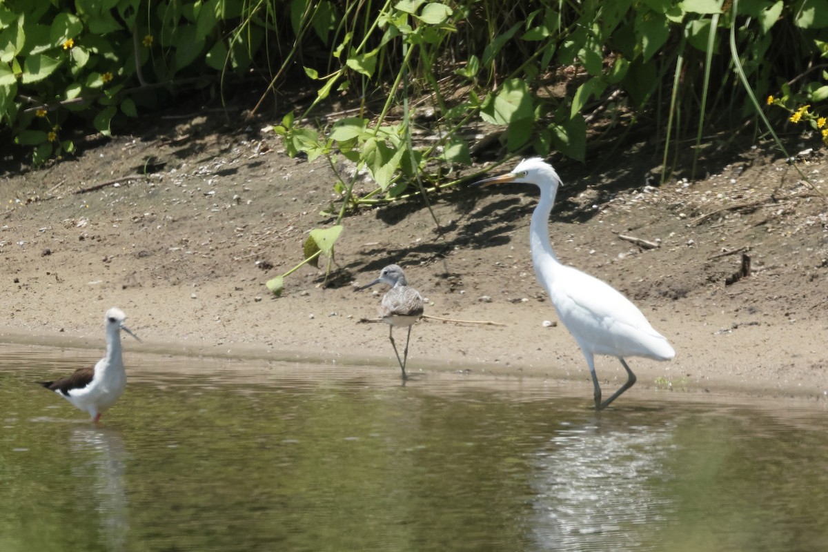 Chinese Egret - ML624671547