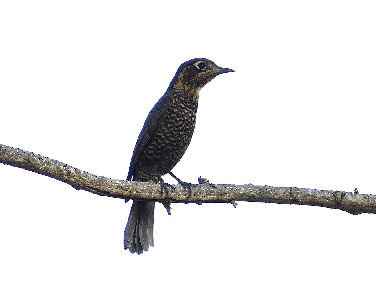 Chestnut-bellied Rock-Thrush - ML624671658