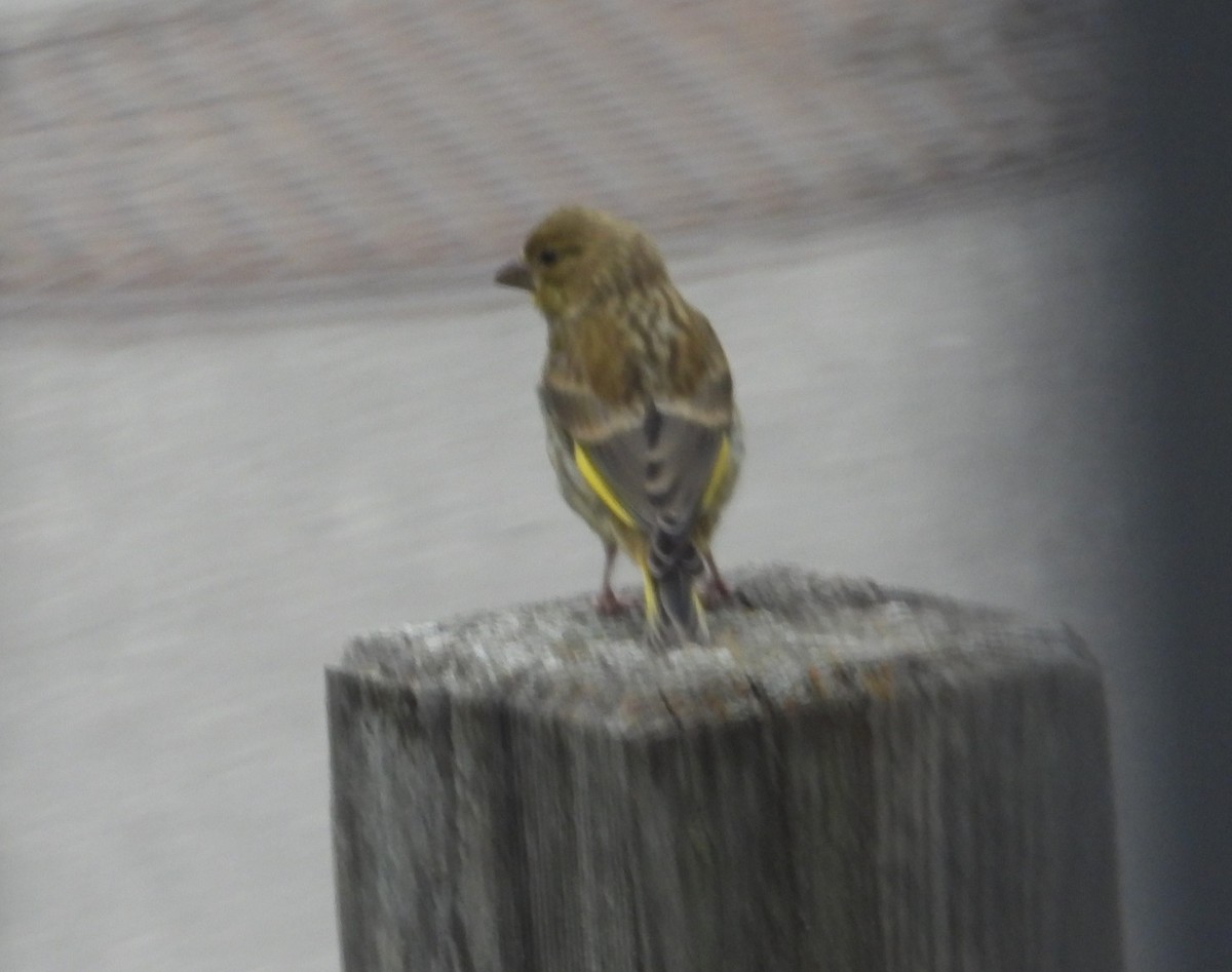 Эгэл ногоолдой - ML624671697