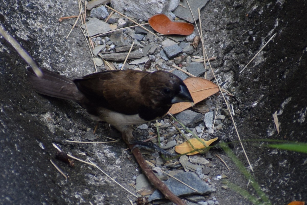 Javan Munia - ML624671713