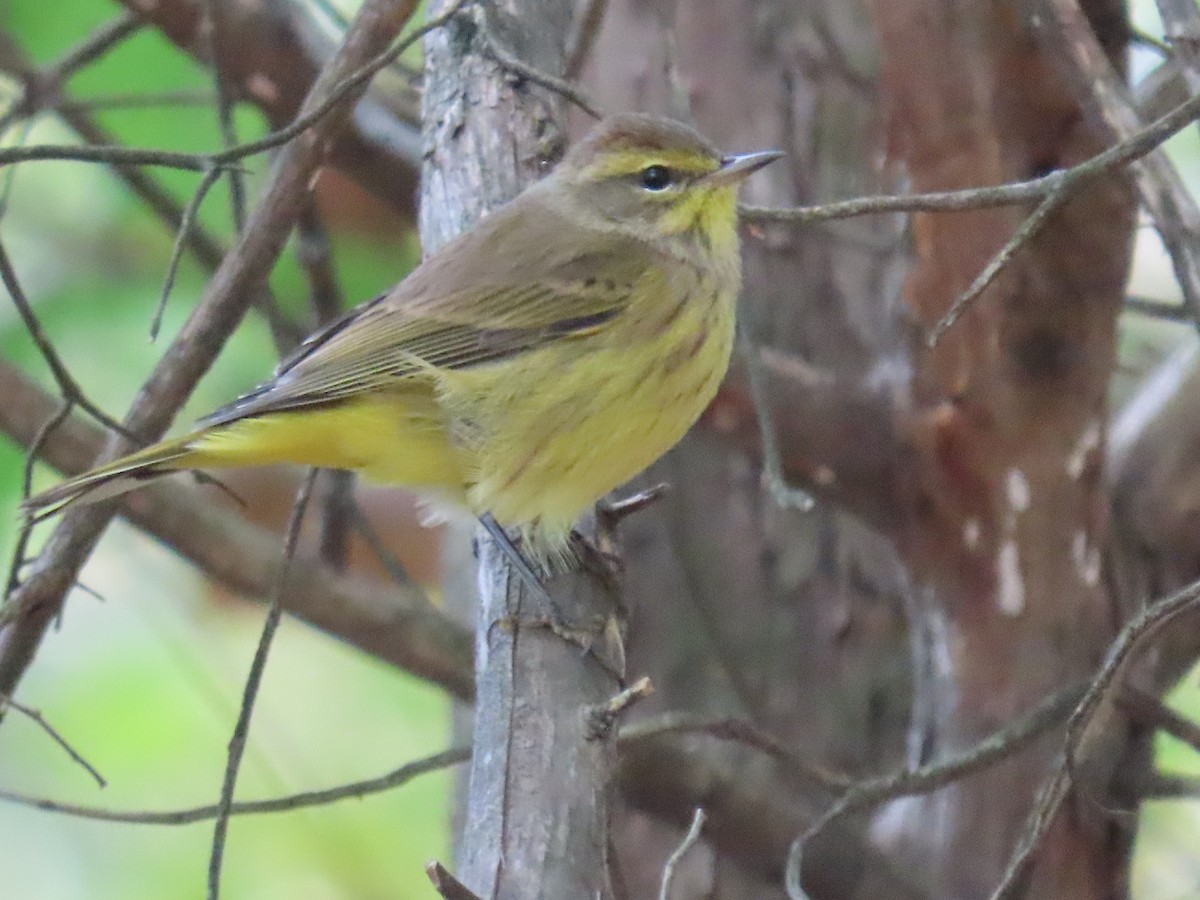 Palm Warbler (Yellow) - ML624671740