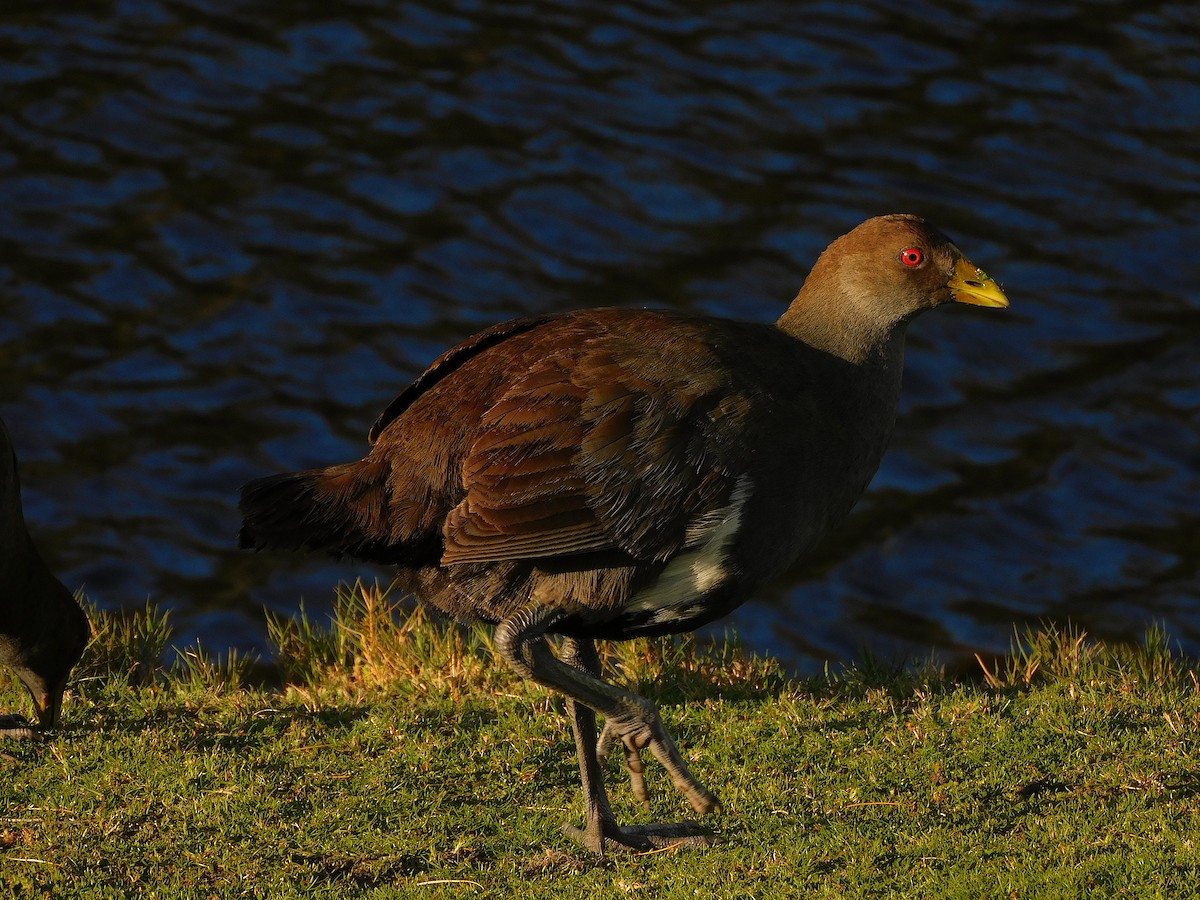 Tasmanian Nativehen - ML624671835