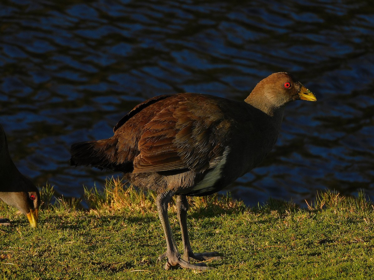 Tasmanian Nativehen - ML624671836