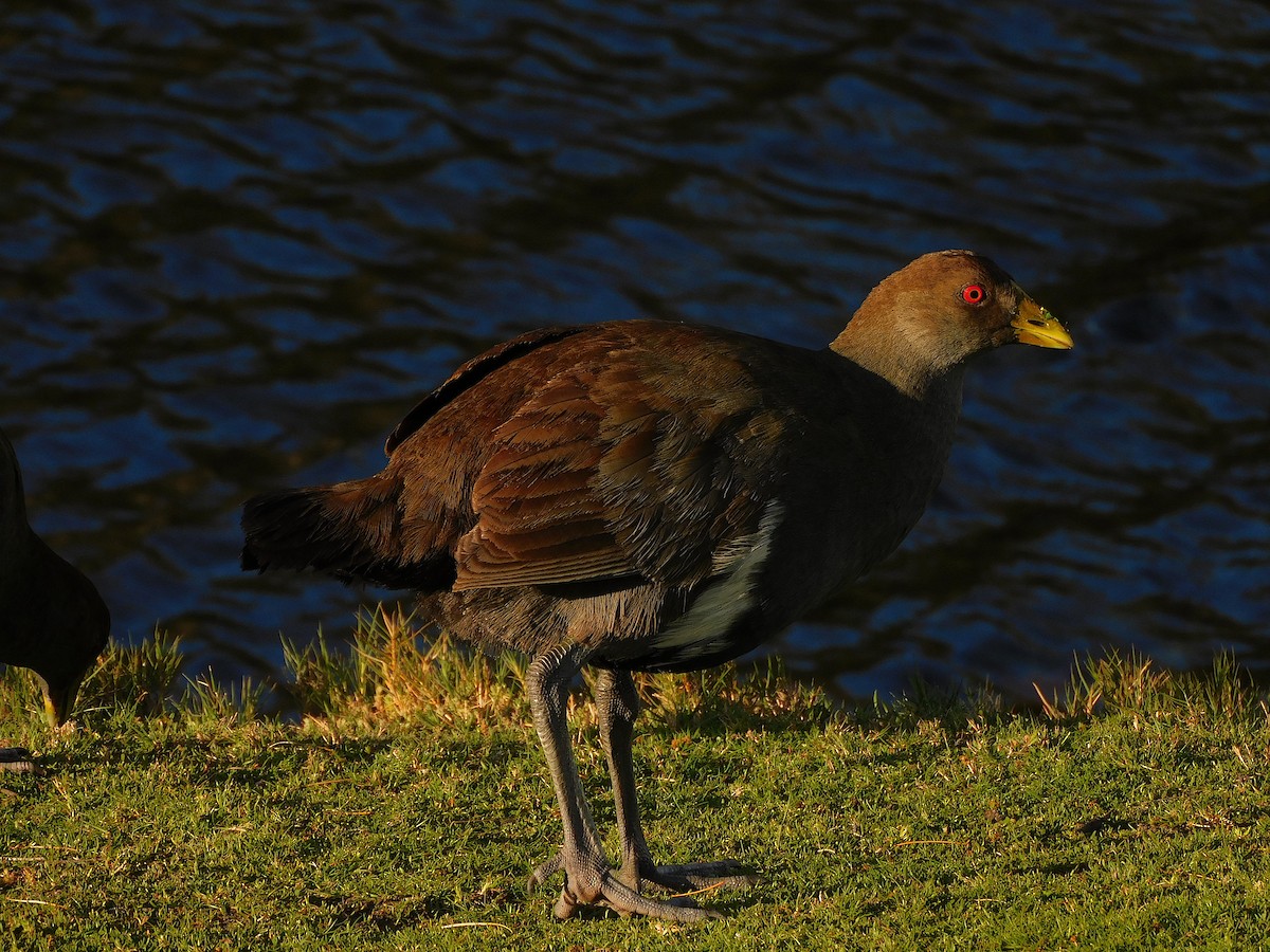 Tasmanian Nativehen - ML624671837