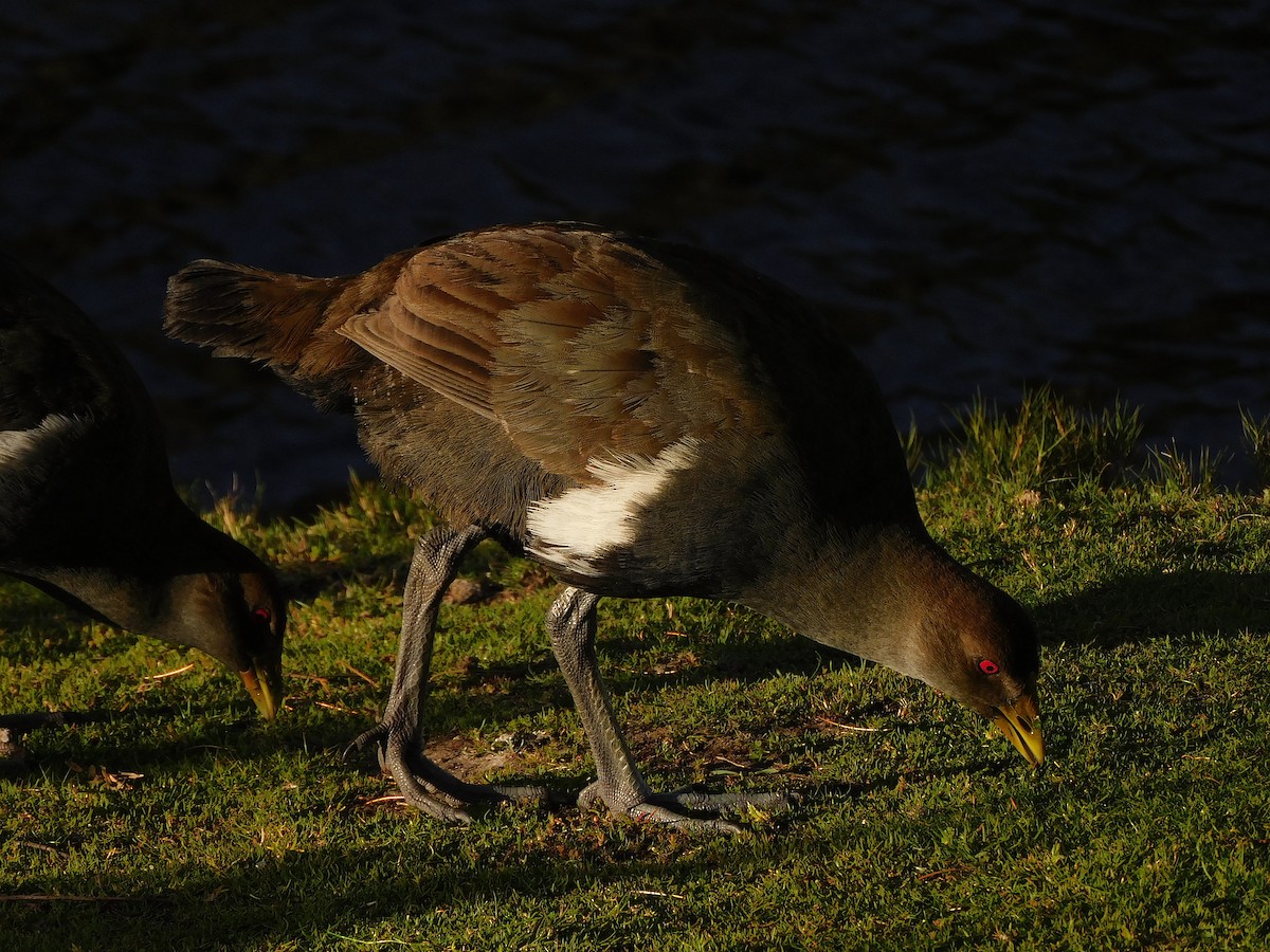 Tasmanian Nativehen - ML624671838