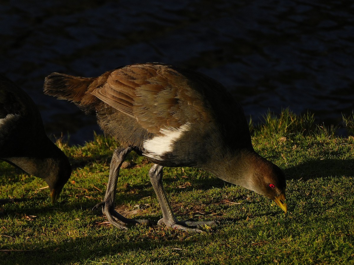 Tasmanian Nativehen - ML624671839