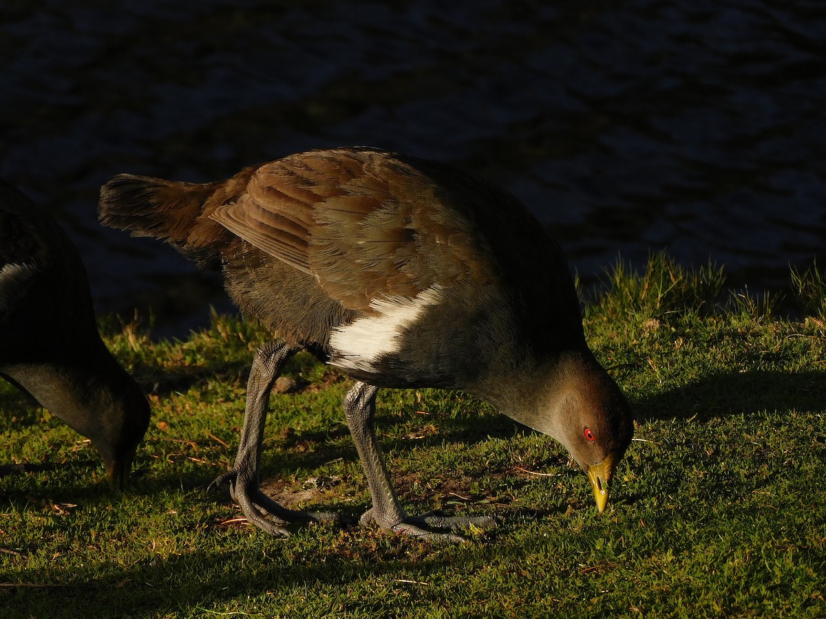 Tasmanian Nativehen - ML624671840