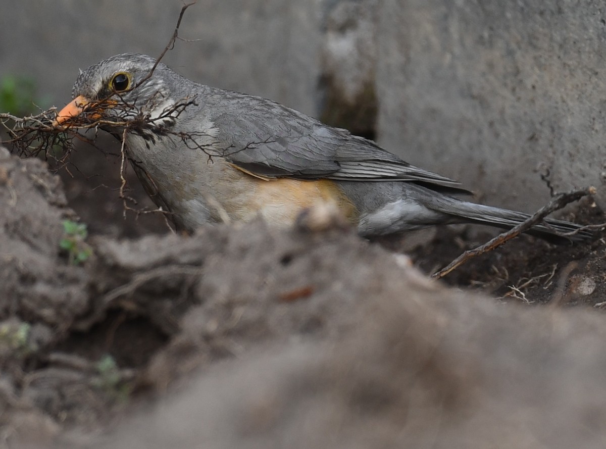 Kurrichane Thrush - ML624671940