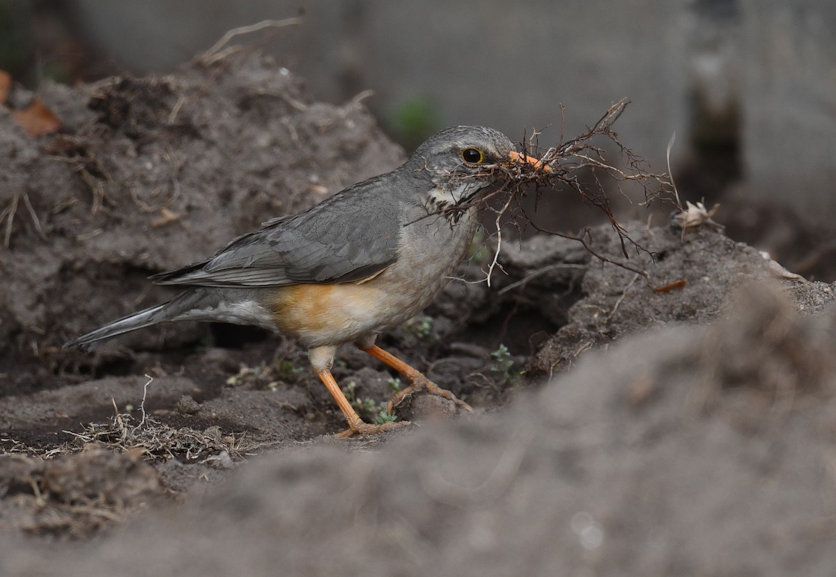 Kurrichane Thrush - ML624671951