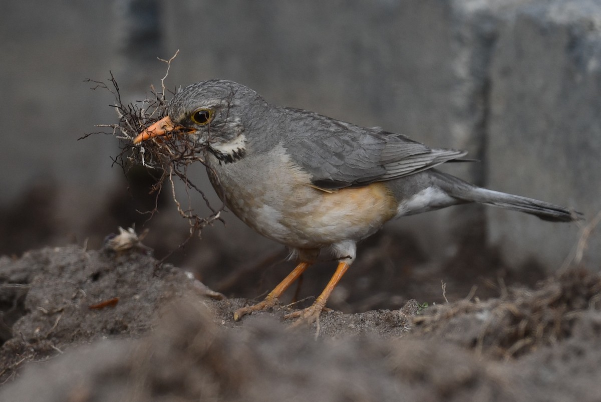 Kurrichane Thrush - ML624671955
