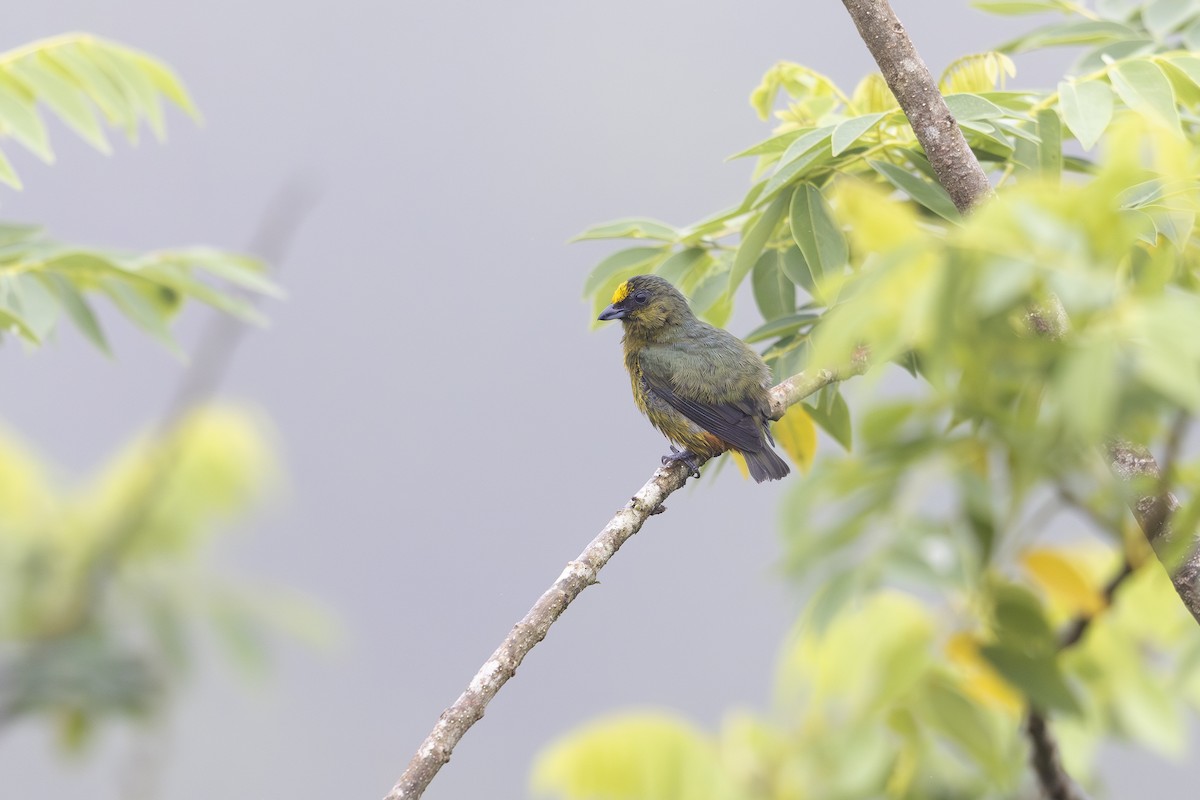 Olive-backed Euphonia - ML624672111