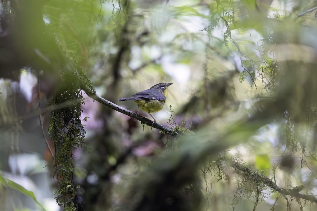 Golden-crowned Warbler - ML624672122