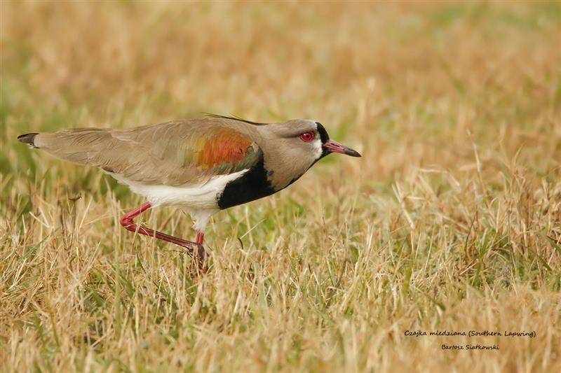 Southern Lapwing - ML624672241